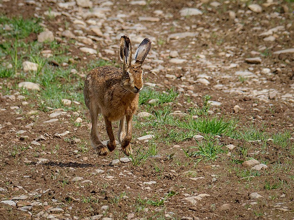 Hareborne
