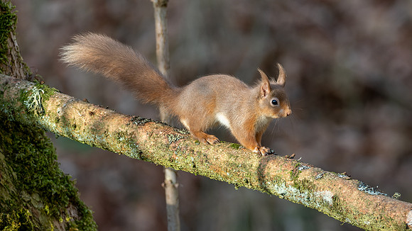 Red Squirrel