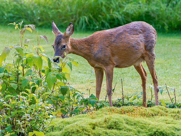 Female Roe Deer (Capreolus capreolus)