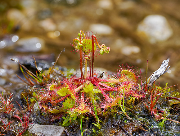 Round-leaved Sundew (Drosera rotundifolia)