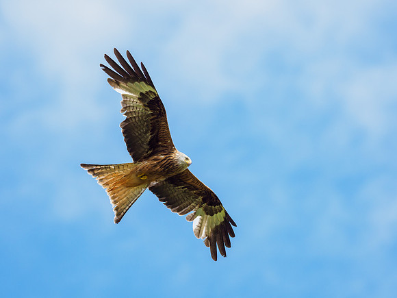 Red Kite (Milvus milvus)