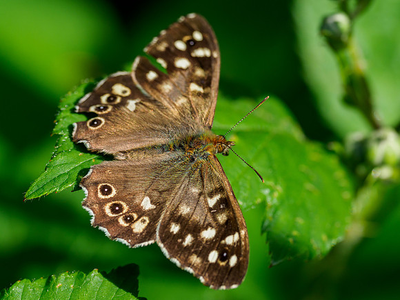 Speckled Wood Butterfly
