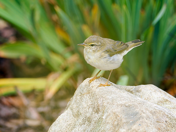 Willow Warbler (Phylloscopus trochilus)
