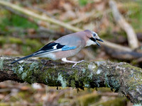 Eurasian Jay