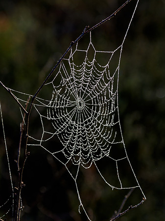 Frosted Web
