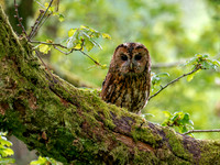 Tawny Owl