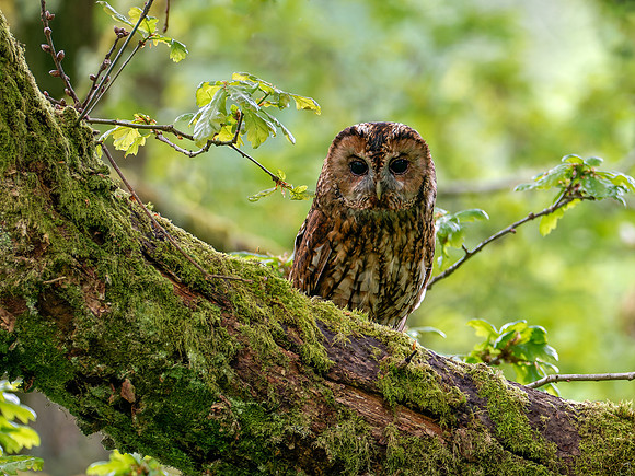 Tawny Owl