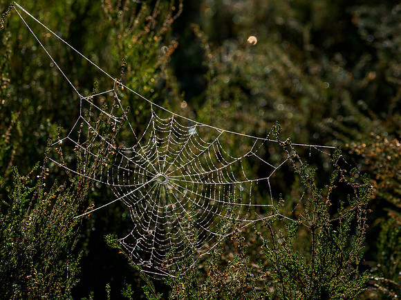 Frosted Web