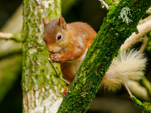 Garden Squirrel