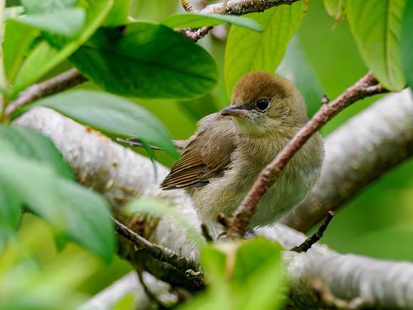 Juvenile Blackcap