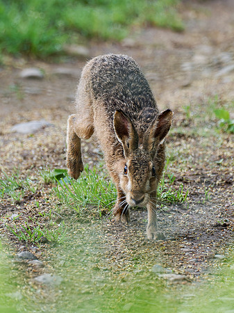 Brown Hare
