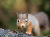 Squirrel Close-up