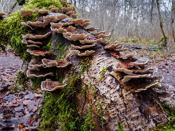 Fabulous Fungi