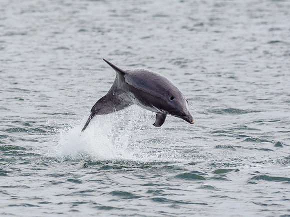 Bottlenose Dolphin (Tursiops truncatus)