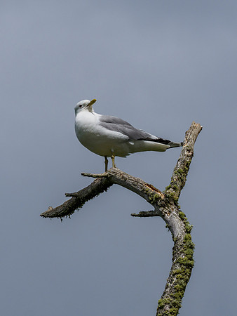 Bird on a Stick