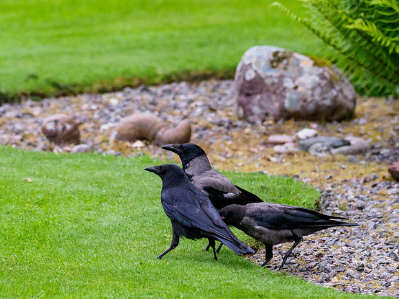 Interbreeding Corvids