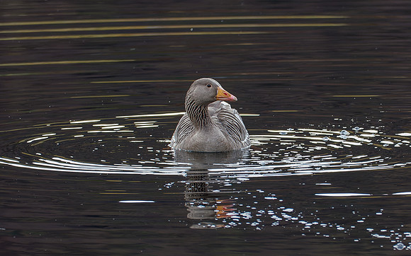 Greylag Goose