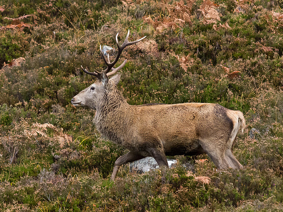 Glen Cannich Red Deer