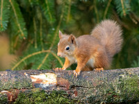 Red Squirrel
