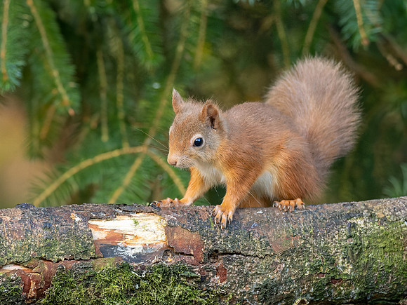 Red Squirrel