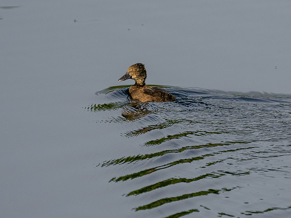 Tufted Duck?