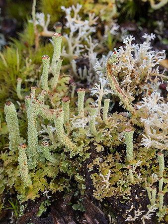 Glen Affric Close-up