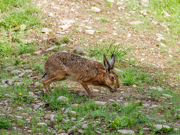 Brown Hare