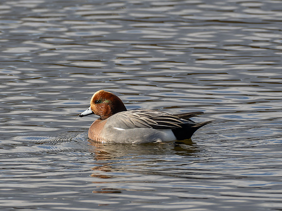 Eurasian Wigeon