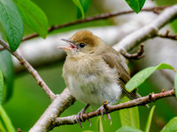 Juvenile Blackcap