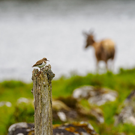 Sandpiper & Deer