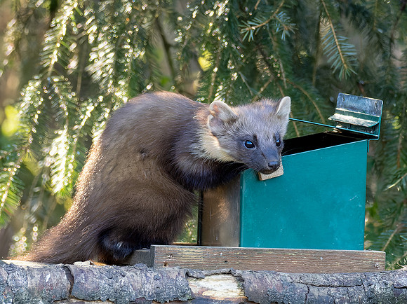 Teatime with a Pine Marten