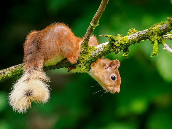 Garden Squirrel