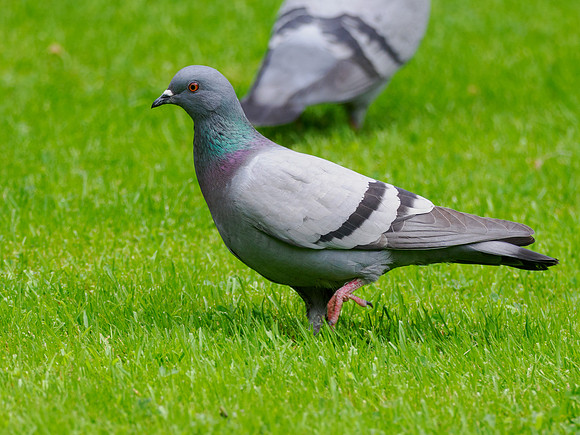Rock Doves