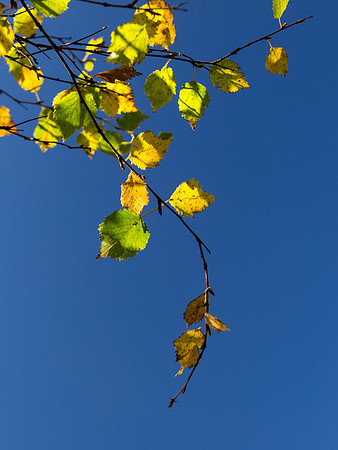 Glen Affric Close-up