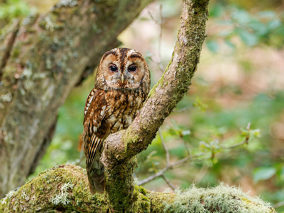 Tawny Owl (Strix aluco)
