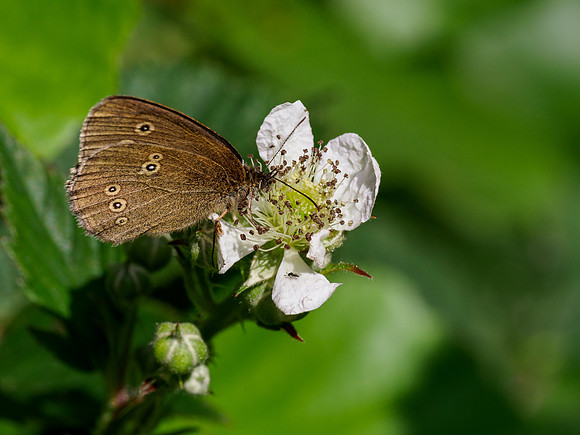 Ringlet on Bramble Flower