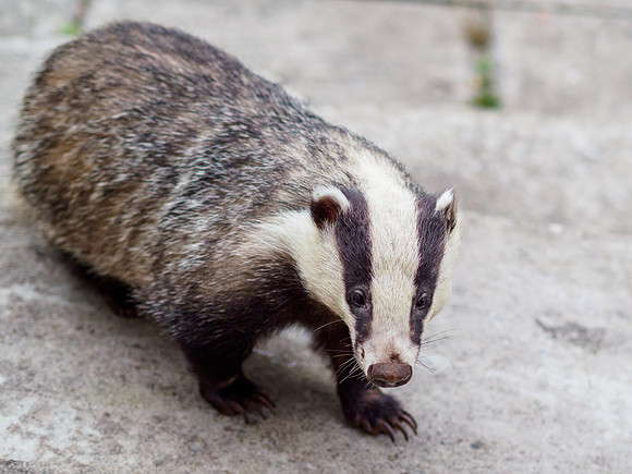 20220628-Garden Animals-EM128612