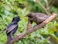 Starlings