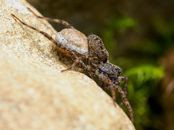 Common Wolf Spider (Pardosa pullata)