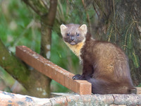 Pine Marten