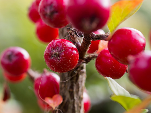 Garden Close-up