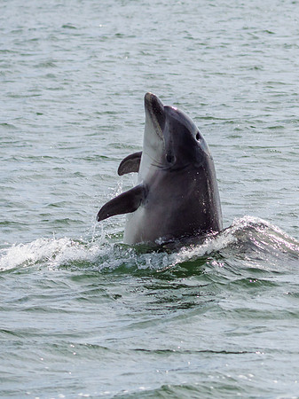 Bottlenose Dolphin (Tursiops truncatus)