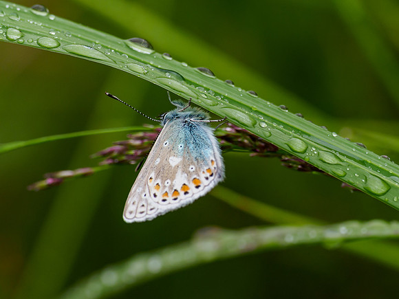 Common Blue (Polyommatus icarus)