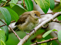 Juvenile Blackcap