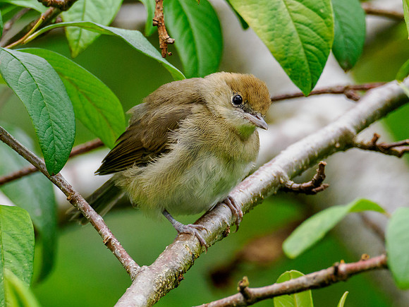 Juvenile Blackcap