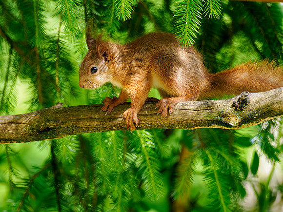 Red Squirrel (Sciurus vulgaris)