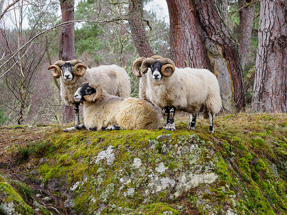 Scottish Blackface Rams
