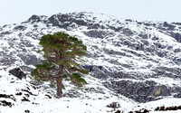 2025-01 Lonesome Pine