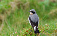 Wheatear (Oenanthe oenanthe)