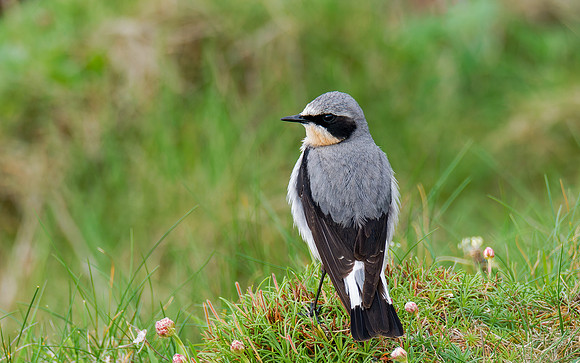 Wheatear (Oenanthe oenanthe)